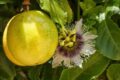 Coltivare il Frutto della Passione: Come Gestire la Passiflora ed Evitare la Caduta dei Fiori
